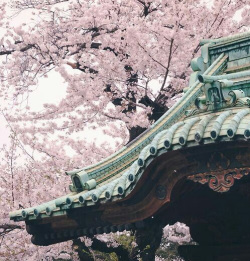 sakura.jpg